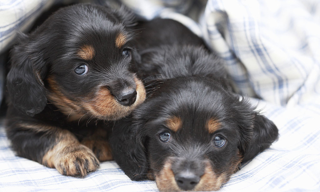 犬瘟热沾染人身上多久,犬瘟热一定要用干扰素吗