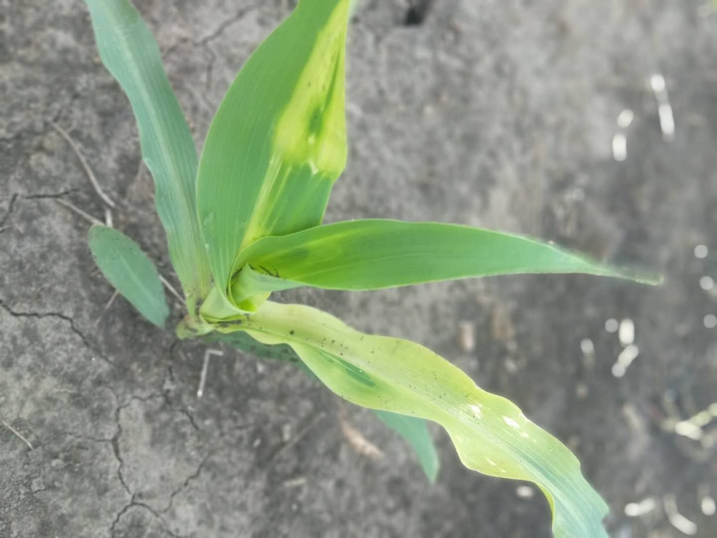 玉米除草剂药害解决方法,玉米受除草剂药害该怎么办