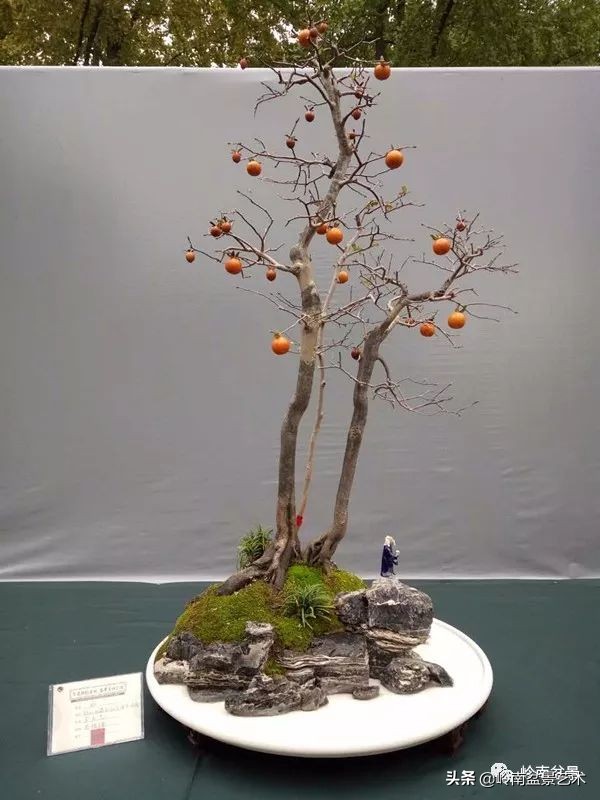 双干树,双干型果树