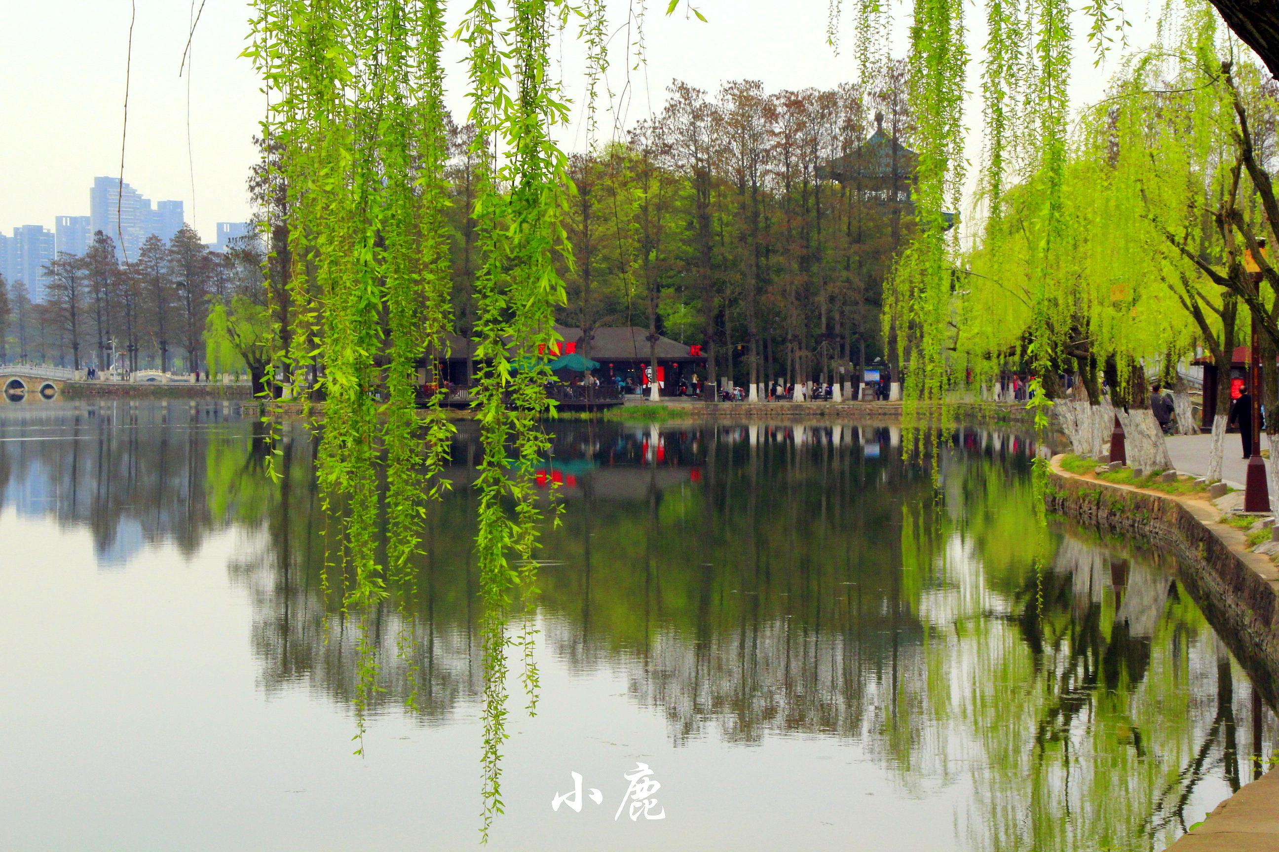 武汉周边赏花踏青好去处,武汉赏樱花旅游攻略