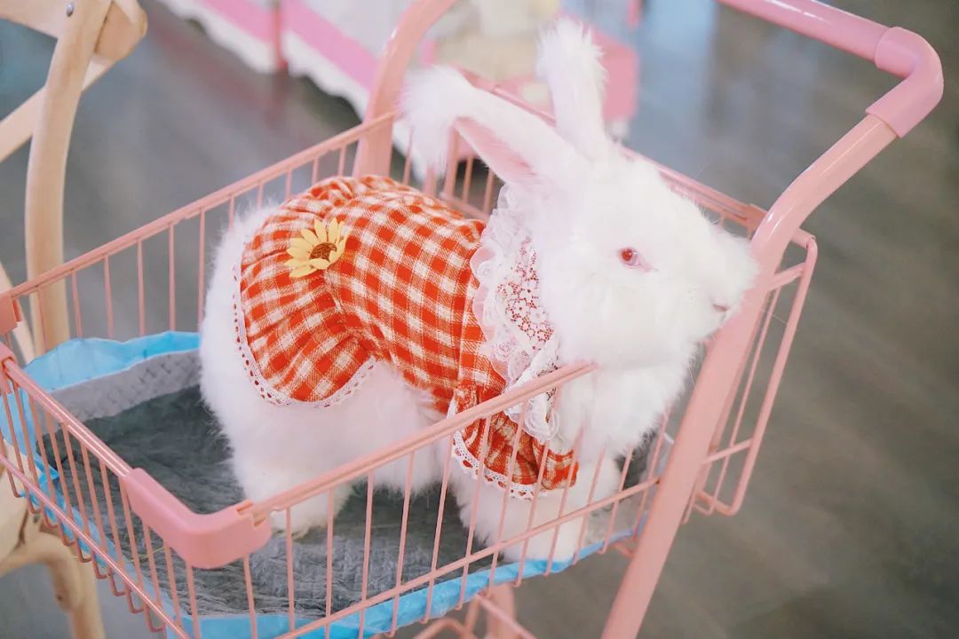 兔子馆三里屯,深圳三里屯兔子馆