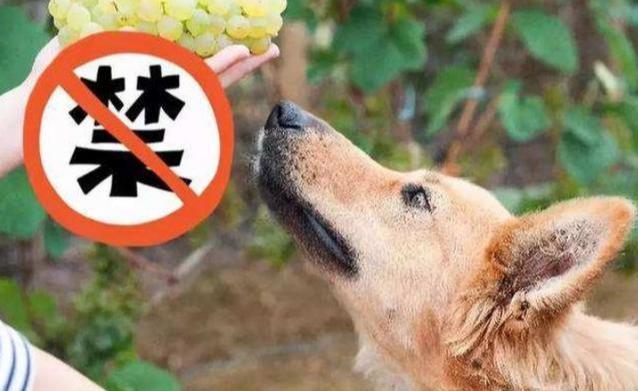 不能给狗狗吃的十种水果,切记这六种水果千万不要给狗狗吃