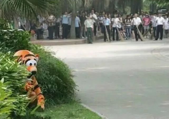 猫被蜱虫咬怎么办,被猫咬了之后怎么办