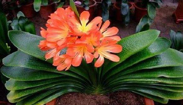 君子兰高端大气观叶观花盆栽,精品君子兰室内桌面观花小盆景