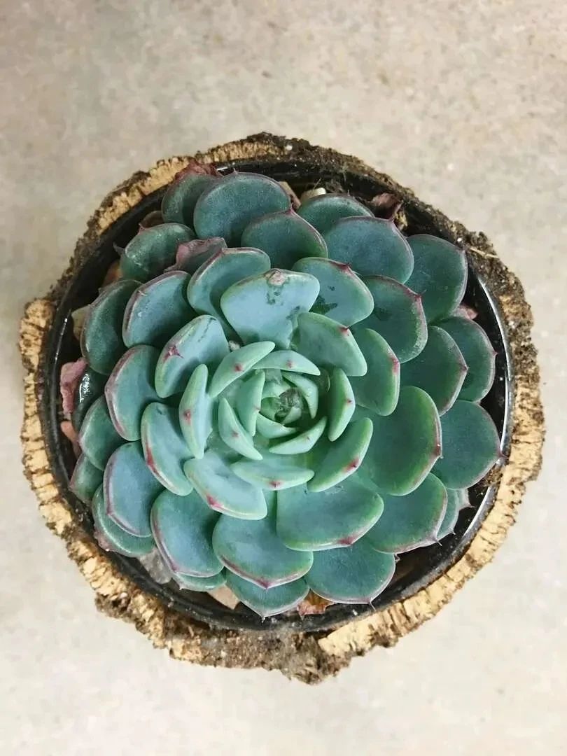 刚买的带盆多肉怎么处理,原盆原土的多肉回来怎么上盆