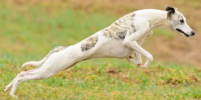 盘点那些老人养的巨型狗,8-10年寿命的狗狗