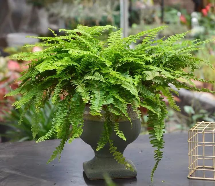 波士顿蕨室内怎么养,波斯顿蕨适合放室内什么位置