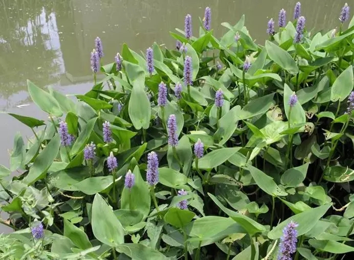 在水一方植物园,在水一方花卉