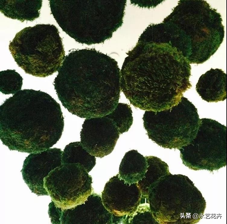 永生花苔藓植物墙,永生苔藓的价格