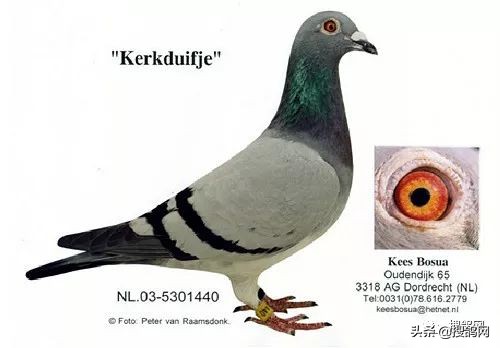 波西瓦信鸽羽色,波西瓦名鸽欣赏