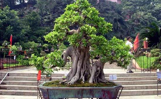 盆景榕树冬天冻了怎么处理,榕树被冻伤了叶子发黑怎么办