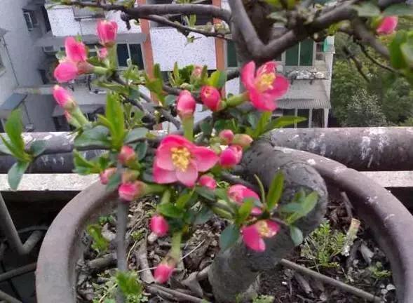 花盆土碱化了如何调节过来,如何防止花盆土壤碱化