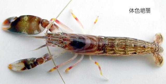 虾说,这是一篇让你不仅会吃,还会认……一文解决“虾”认识