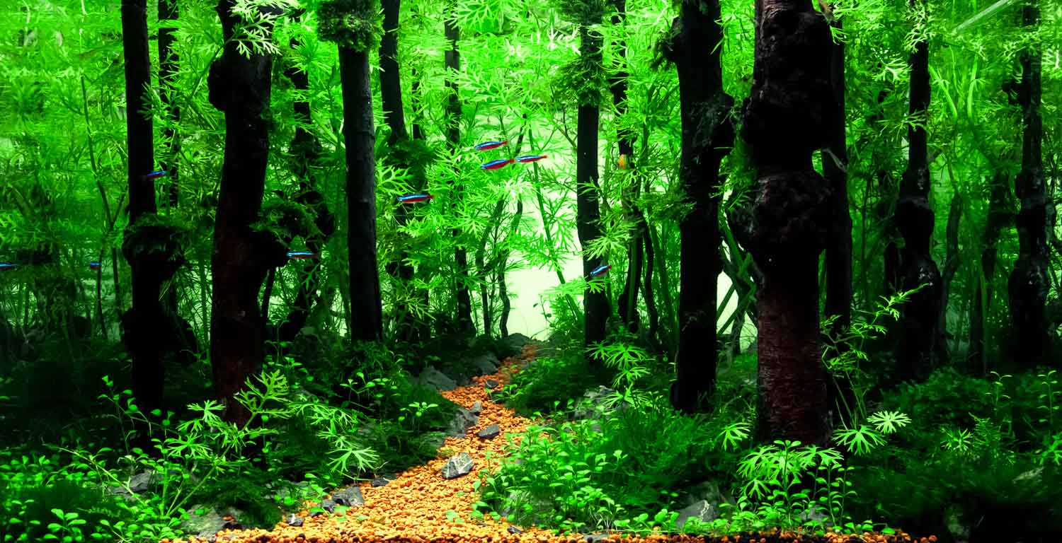 观赏鱼烂肉怎么办？不要担心，用这个方法一次搞定