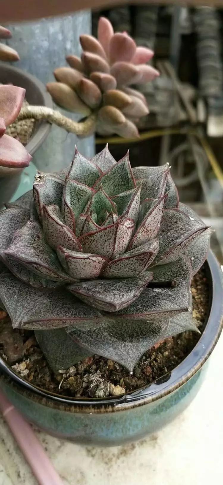 适合学生党养的多肉,适合大学宿舍长期养的多肉