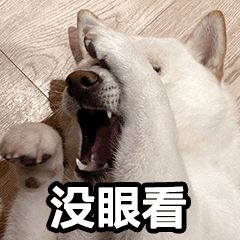 给狗狗取名字会影响它的性格吗,怎么给狗狗起名字才会听话