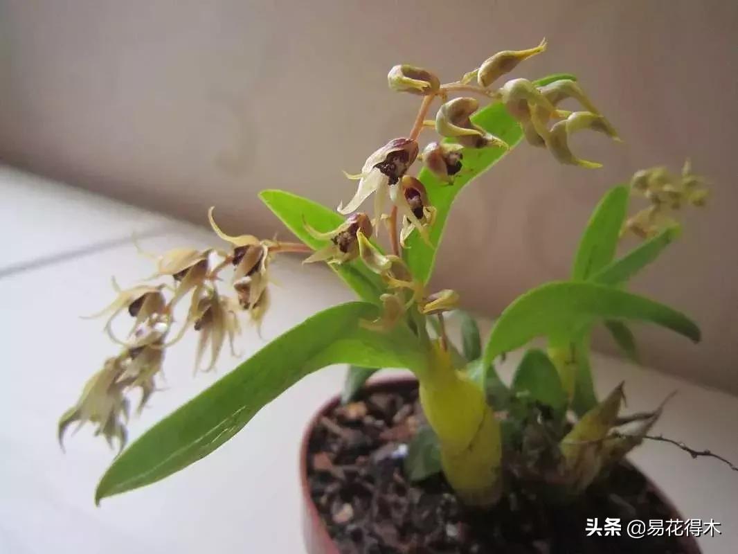 珍虫石斛什么档次,珍虫石斛花的介绍