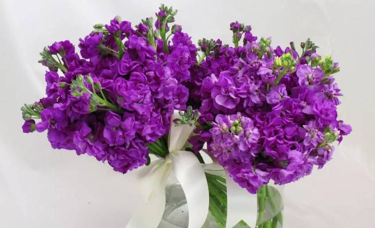 哪种兰不是真正的兰科植物,兰科兰属植物有哪些