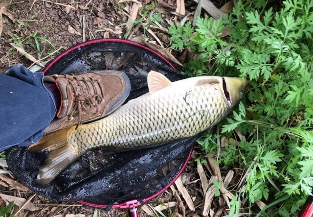 初冬野钓鲫鲤鱼饵料配方,冬季水库野钓钓鱼技巧视频