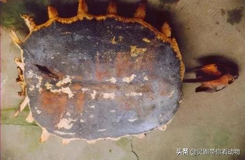 斑鳖即将灭绝人工克隆,全球仅剩3只斑鳖
