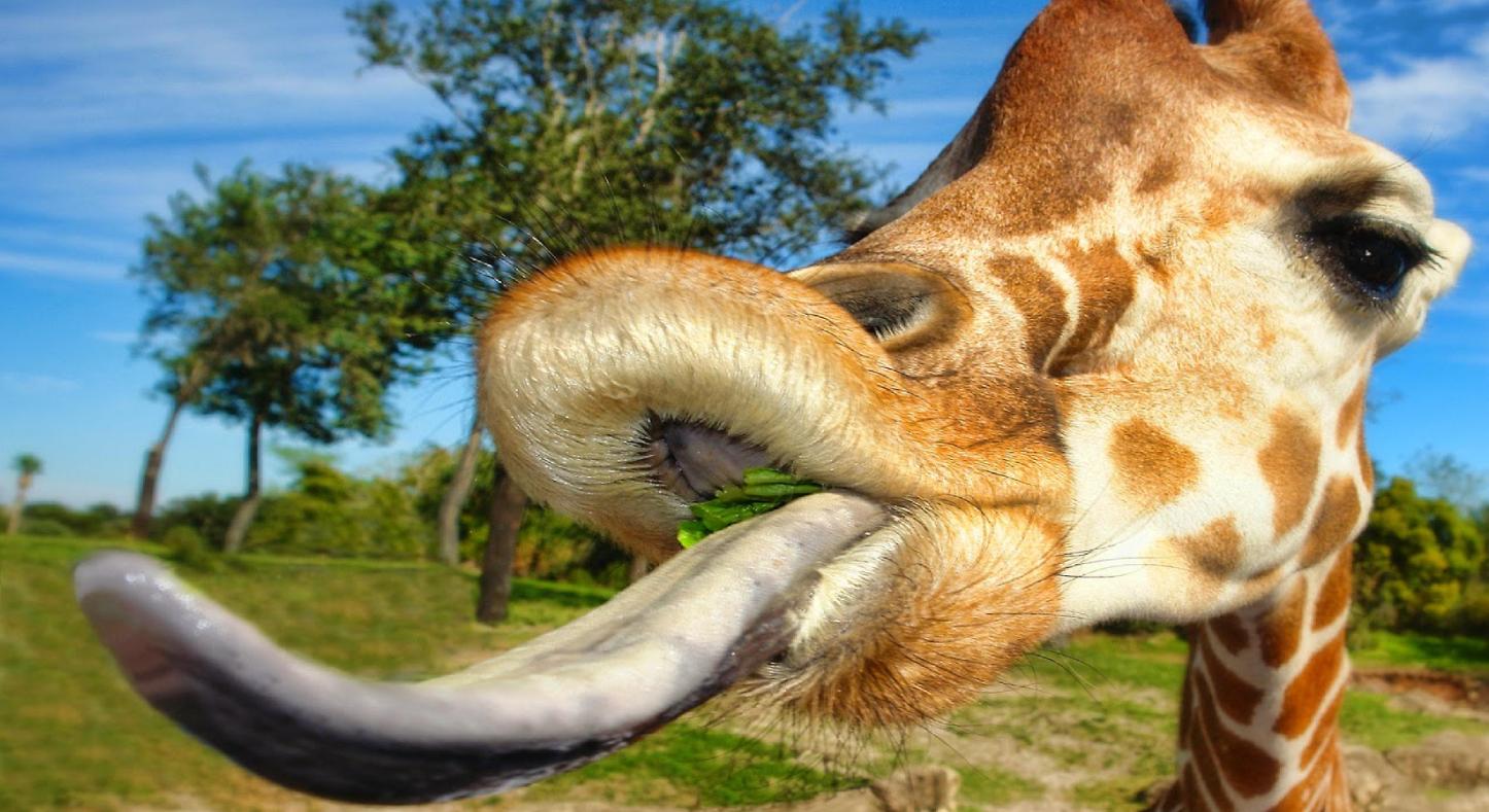 动物的舌头会变成什么样,所有动物的舌头是怎样的