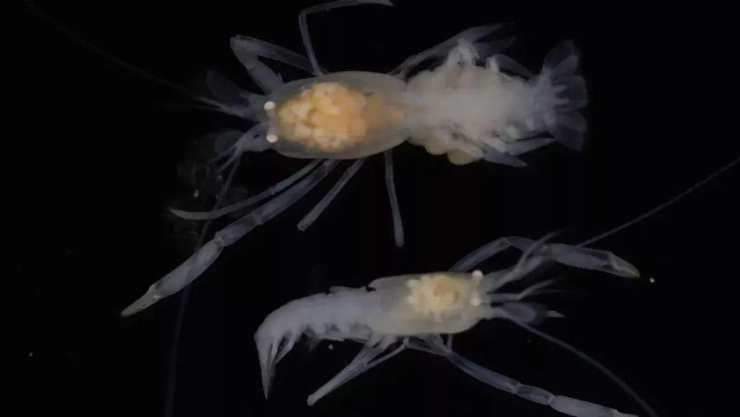 海底400度火山口的虾上岸,海底450度的虾怎么煮熟