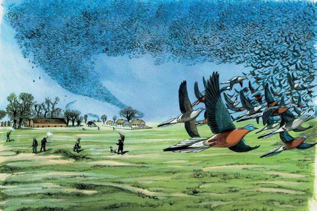 香蕉是植物的种子还是果实,香蕉树是草本植物吗