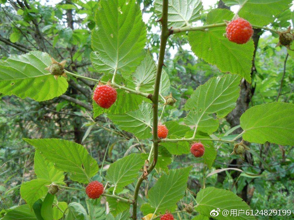 汉字中读音相同意思不一样的字,神奇的汉字长读音