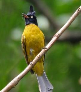 东江揽胜,惠州淡水常见鸟类图谱