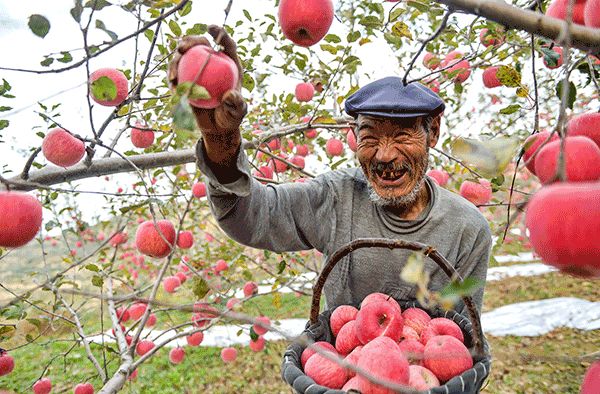 现在有果农卖果难吗,栖霞果农逆向思维