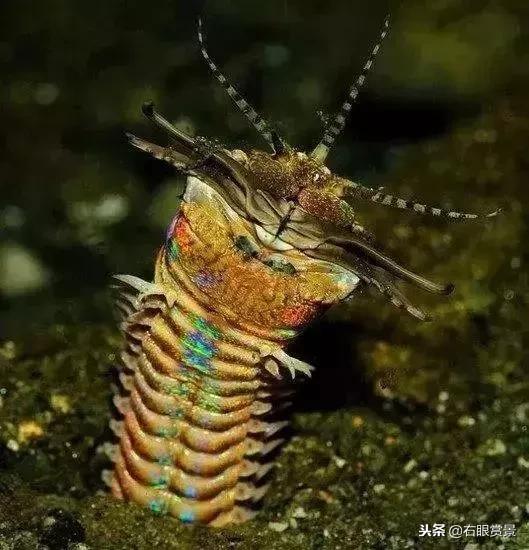 那些年让你防不胜防的草缸偷渡客