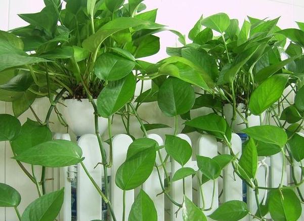 五种植物最能净化空气除甲醛,甲醛克星植物大全