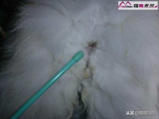 关于猫咪肛门腺介绍及具体挤肛门腺的方法，附图