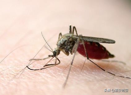 乙肝产妇月嫂敢接吗,月嫂上户过程中如何规避风险