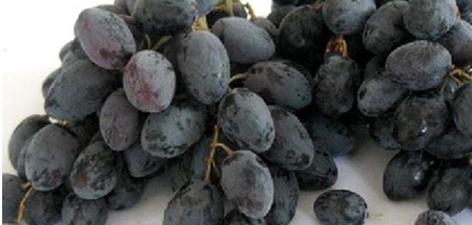 葡萄和黑色水果一样吗,葡萄和黑加仑区别