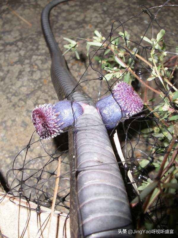 雄性：猫、虎除了舌头，还有一个器官长倒刺！连蛇也有不可思议！