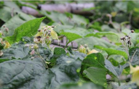 罗汉果常见病虫的防治,罗汉果的种植技术和病虫害