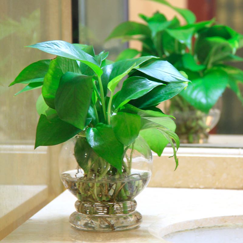 聚水为财是什么意思,招财花卉能水养吗