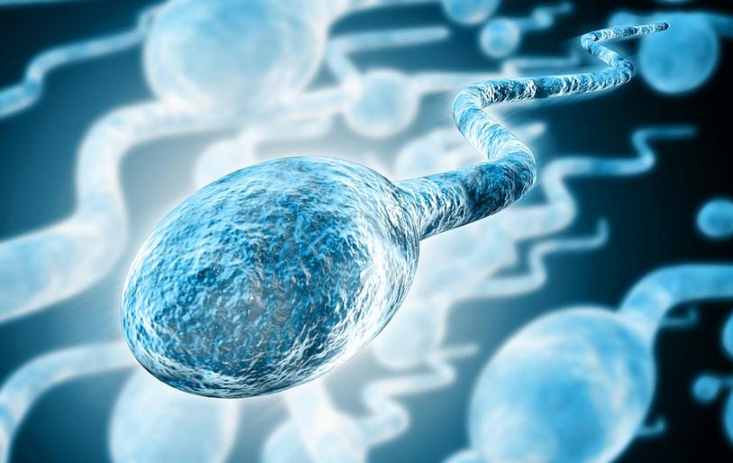 “精子”进入女人体内后,没有受精的都去了哪里?看完或许会明白