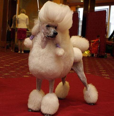 贵宾犬营养不良怎么办,贵宾犬饮食禁忌有哪些