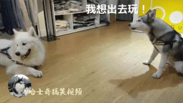 二哈跟萨摩被主人惩罚，结果它们俩还吵起来，太搞笑了