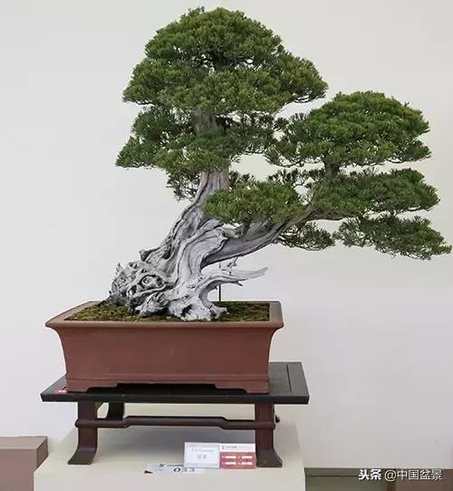 盆景不具有收藏价值,盆景不能有功利心