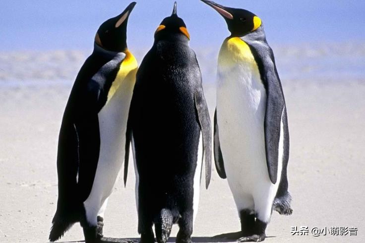 抖音适合新手小白的自媒体平台,新手就有收入的自媒体写作平台