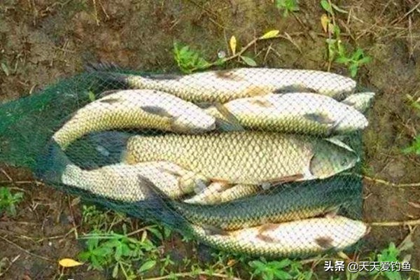 如何钓草鱼最佳钓法,流水钓草鱼的钓法与技巧