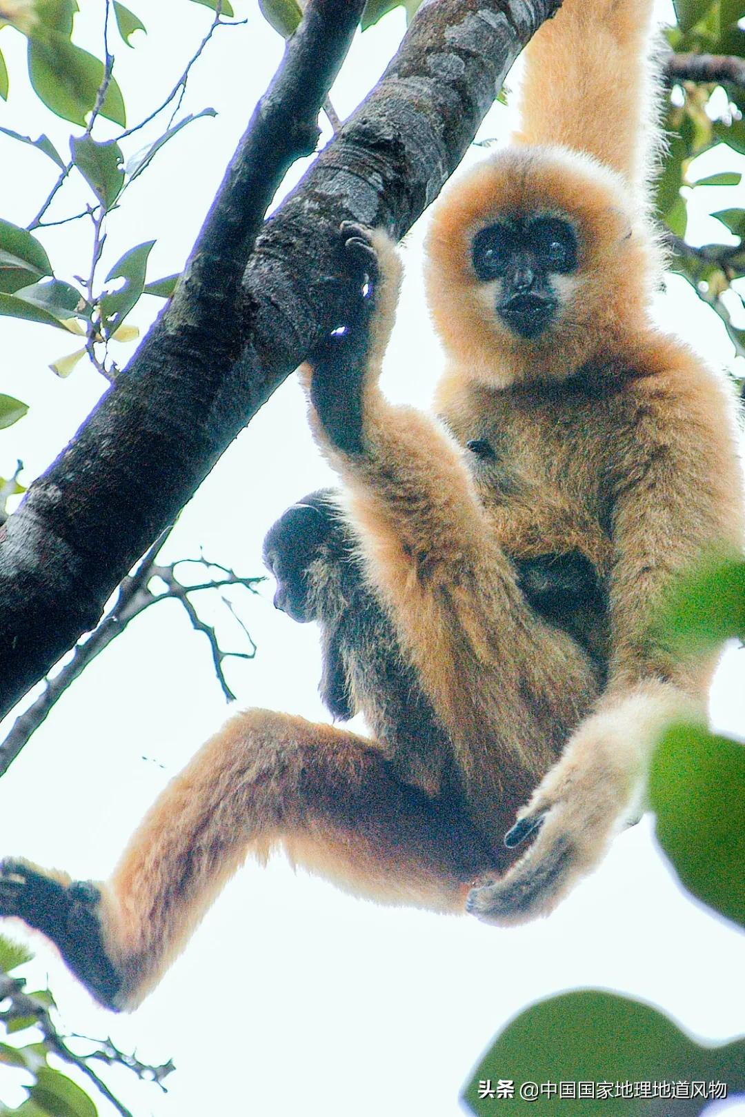 中国五大国家公园,中国十大私藏国家公园