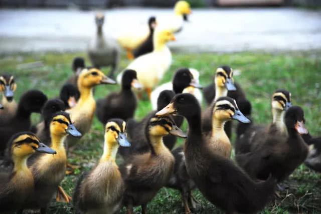 最正宗的散养鸭,正宗散养野土鸭