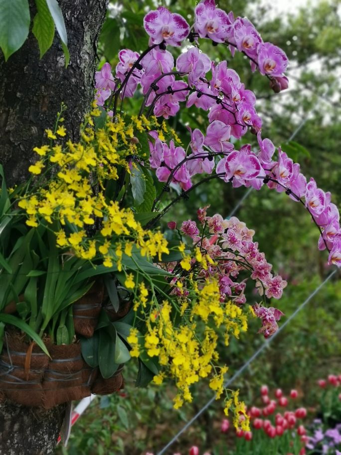 四面青山皆入画羊城无日不飞花白云山游记