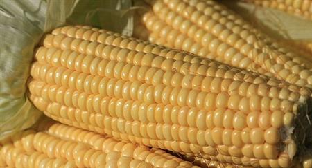粘玉米怎么种植好吃,粘玉米种植新技术视频