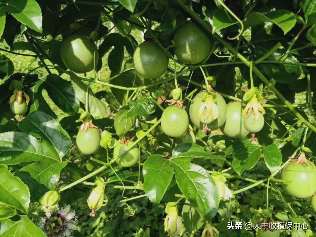 百香果不开花不结果怎么解决,百香果开花不结果什么原因