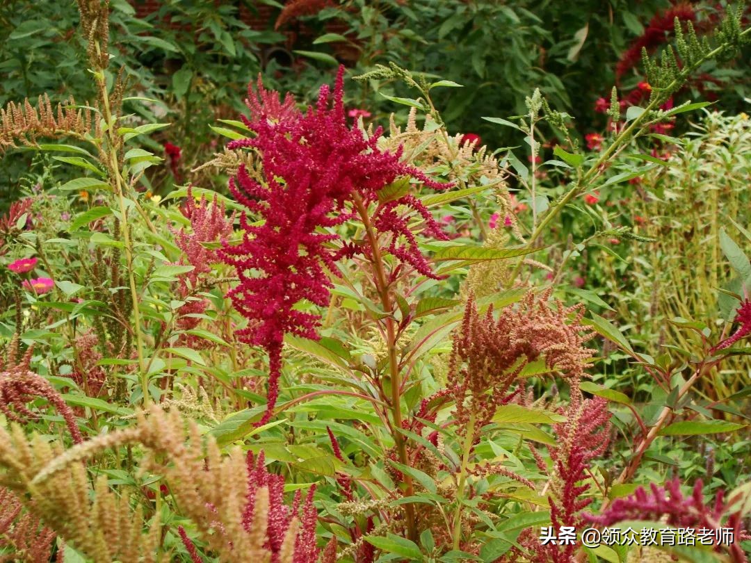 为了写文章我吃了霉苋菜梗,打算申请个工伤